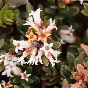 Unverified Other Shrub at Snowy Plain, NSW - 9 Nov 2025 by ConBoekel