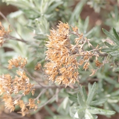 Unverified Plant at Snowy Plain, NSW - 9 Nov 2025 by ConBoekel