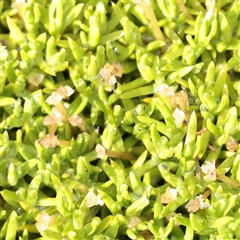 Unverified Other Wildflower or Herb at Snowy Plain, NSW - 9 Nov 2025 by ConBoekel