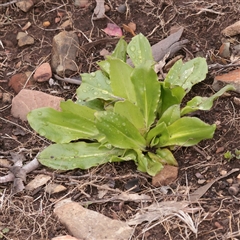 Unverified Other Wildflower or Herb at Snowy Plain, NSW - 9 Nov 2025 by ConBoekel