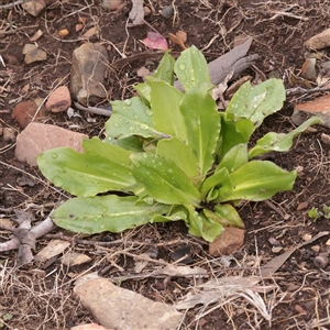 Unverified Other Wildflower or Herb at Snowy Plain, NSW - 9 Nov 2025 by ConBoekel