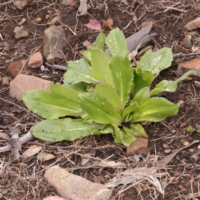Unverified Other Wildflower or Herb at Snowy Plain, NSW - 9 Nov 2025 by ConBoekel