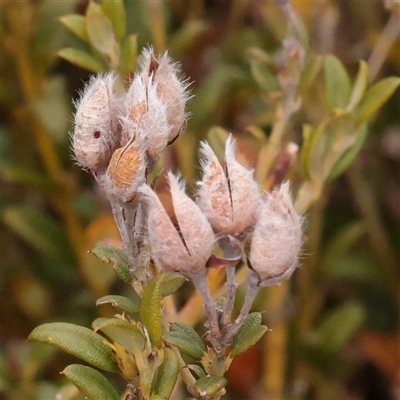 Unverified Other Shrub at Snowy Plain, NSW - 9 Nov 2025 by ConBoekel