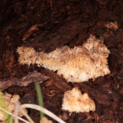 Unverified Fungus at Snowy Plain, NSW - 9 Nov 2025 by ConBoekel
