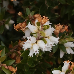 Unverified Other Shrub at Snowy Plain, NSW - 9 Nov 2025 by ConBoekel