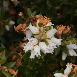 Unverified Other Shrub at Snowy Plain, NSW - 9 Nov 2025 by ConBoekel