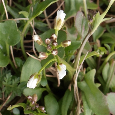 Unverified Other Wildflower or Herb at Snowy Plain, NSW - 9 Nov 2025 by ConBoekel