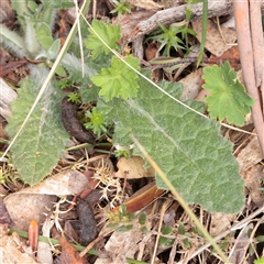 Unverified Other Wildflower or Herb at Snowy Plain, NSW - 9 Nov 2025 by ConBoekel
