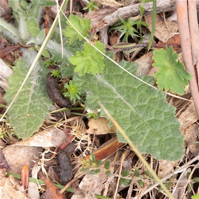 Unverified Other Wildflower or Herb at Snowy Plain, NSW - 9 Nov 2025 by ConBoekel
