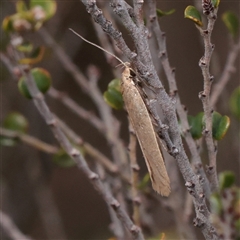 Oecophoridae (family) at Snowy Plain, NSW - 9 Nov 2025 by ConBoekel