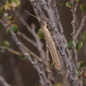 Oecophoridae (family) at Snowy Plain, NSW - 9 Nov 2025 by ConBoekel