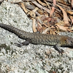 Egernia cunninghami (Cunningham's Skink) at Paddys River, ACT - 12 Nov 2025 by TimL