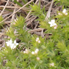 Unverified Other Wildflower or Herb at Snowy Plain, NSW - 9 Nov 2025 by ConBoekel