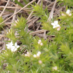 Unverified Other Wildflower or Herb at Snowy Plain, NSW - 9 Nov 2025 by ConBoekel