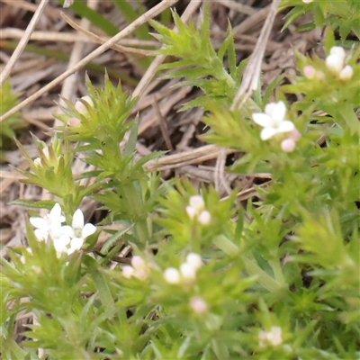 Unverified Other Wildflower or Herb at Snowy Plain, NSW - 9 Nov 2025 by ConBoekel