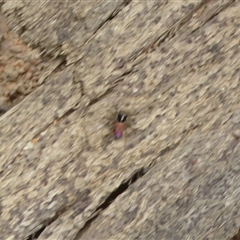 Maratus pavonis (Dunn's peacock spider) at Rendezvous Creek, ACT - 14 Nov 2025 by Christine