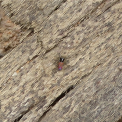 Maratus pavonis (Dunn's peacock spider) at Rendezvous Creek, ACT - 14 Nov 2025 by Christine