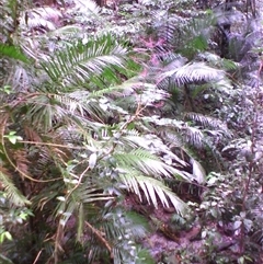 Polyscias mollis at Syndicate, QLD - 27 Feb 2014 by JasonPStewart