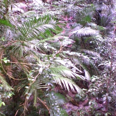Polyscias mollis at Syndicate, QLD - 27 Feb 2014 by JasonPStewart