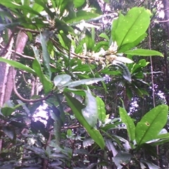 Medicosma fareana at Syndicate, QLD - 27 Feb 2014 by JasonPStewart