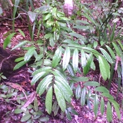 Hypsophila dielsiana at Syndicate, QLD - 27 Feb 2014 by JasonPStewart