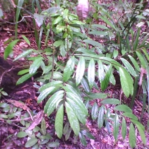 Hypsophila dielsiana at Syndicate, QLD - 27 Feb 2014 by JasonPStewart