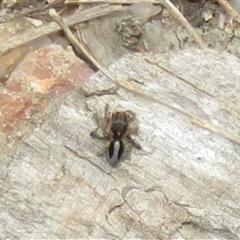 Maratus chrysomelas (Variable Peacock Spider) at Rendezvous Creek, ACT - 14 Nov 2025 by Christine