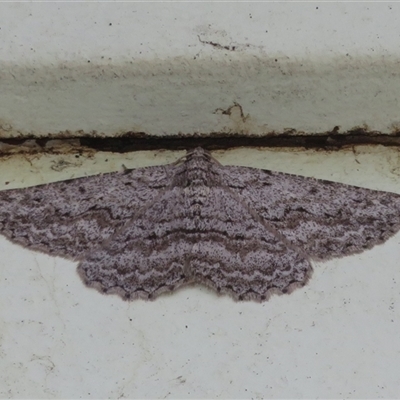 Phelotis cognata (Long-fringed Bark Moth) at Flynn, ACT - 13 Nov 2025 by Christine