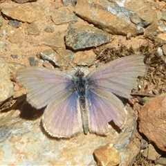 Zizina otis (Common Grass-Blue) at Uriarra Village, ACT - 10 Nov 2025 by Christine