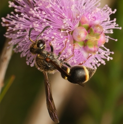 Paralastor sp. (genus) at Downer, ACT - 15 Nov 2025 by RobertD