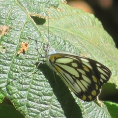 Belenois java (Caper White) at Uriarra Village, ACT - 10 Nov 2025 by Christine