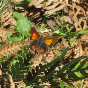 Paralucia aurifera at Uriarra Village, ACT - 10 Nov 2025 by Christine