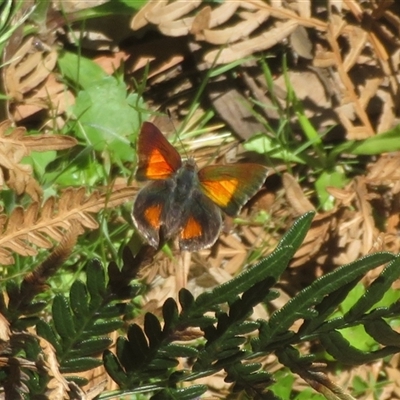 Paralucia aurifera at Uriarra Village, ACT - 10 Nov 2025 by Christine