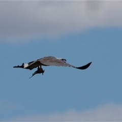 Icthyophaga leucogaster (White-bellied Sea-Eagle) at Googong, NSW - 14 Nov 2025 by jb2602