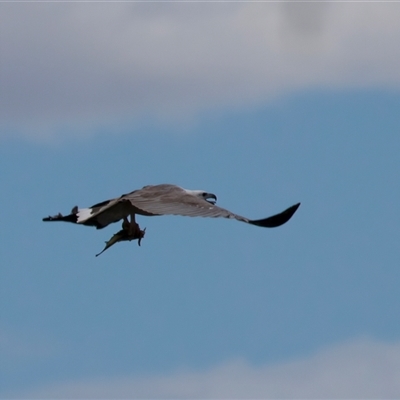 Icthyophaga leucogaster (White-bellied Sea-Eagle) at Googong, NSW - 14 Nov 2025 by jb2602