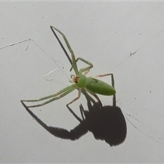 Unverified Spider at Brindabella, ACT - 10 Nov 2025 by Christine