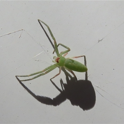 Unverified Spider at Brindabella, ACT - 10 Nov 2025 by Christine