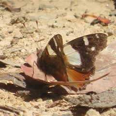 Vanessa itea (Yellow Admiral) at Uriarra Village, ACT - 10 Nov 2025 by Christine