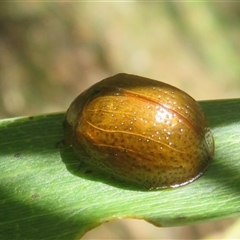 Unverified Leaf beetle (Chrysomelidae) at Brindabella, ACT - 10 Nov 2025 by Christine