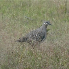 Phaps chalcoptera at Yass River, NSW - 15 Nov 2025 by SenexRugosus