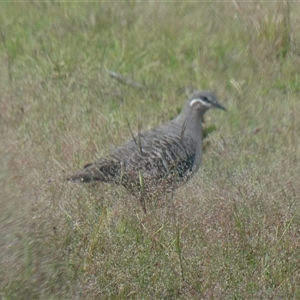 Phaps chalcoptera at Yass River, NSW - 15 Nov 2025 by SenexRugosus
