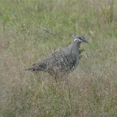 Phaps chalcoptera at Yass River, NSW - 15 Nov 2025 by SenexRugosus