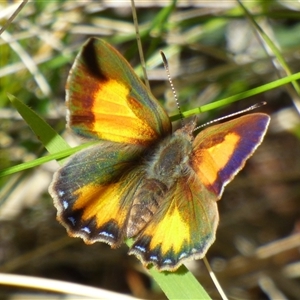 Paralucia aurifera at West Hobart, TAS - Yesterday by VanessaC