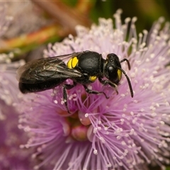 Hylaeus (Euprosopis) honestus (A hylaeine colletid bee) at Downer, ACT - 15 Nov 2025 by RobertD