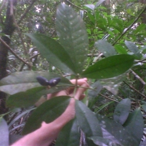 Kopsia arborea at Syndicate, QLD - 5 Mar 2014 by JasonPStewart