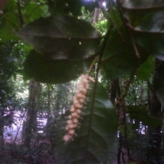 Helicia nortoniana at Syndicate, QLD - 5 Mar 2014 by JasonPStewart