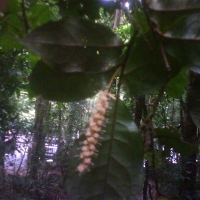 Helicia nortoniana at Syndicate, QLD - 5 Mar 2014 by JasonPStewart