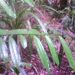 Hypsophila dielsiana at Syndicate, QLD - 5 Mar 2014 by JasonPStewart