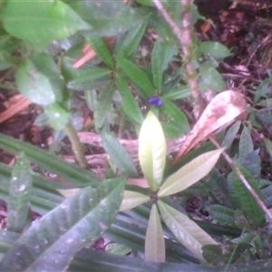 Symplocos cyanocarpa var. cyanocarpa at Syndicate, QLD - 5 Mar 2014 by JasonPStewart