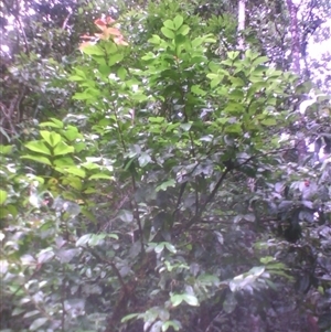 Euonymus australianus at Syndicate, QLD - 5 Mar 2014 by JasonPStewart